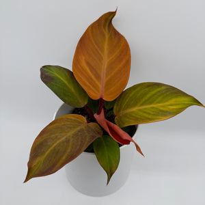 Philodendron 'McColley's Finale'