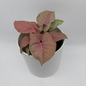 Syngonium Neon Pink