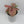 Syngonium Neon Pink