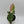 Tricolor Syngonium Red Spot