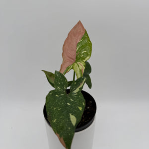 Tricolor Syngonium Red Spot