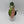 Tricolor Syngonium Red Spot