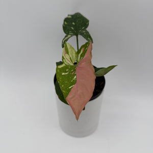 Tricolor Syngonium Red Spot