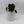 Philodendron Plowmanii
