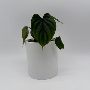 Philodendron Plowmanii