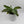 Mother of Thousands Plant (Kalanchoe Laetivirens)