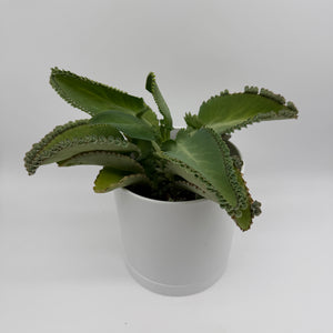 Mother of Thousands Plant (Kalanchoe Laetivirens)
