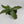 Mother of Thousands Plant (Kalanchoe Laetivirens)