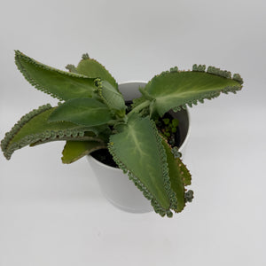 Mother of Thousands Plant (Kalanchoe Laetivirens)