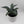 Blue Agave Americana