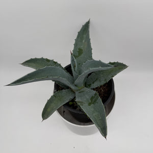 Blue Agave Americana