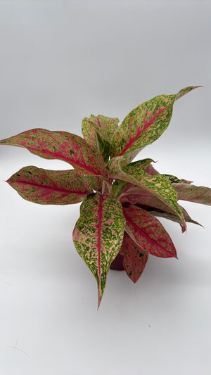Aglaonema Lai Nam