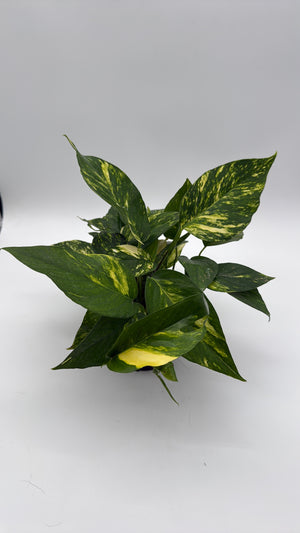 Epipremnum Pinnatum Yellow Flame