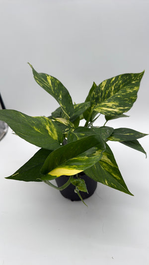 Epipremnum Pinnatum Yellow Flame