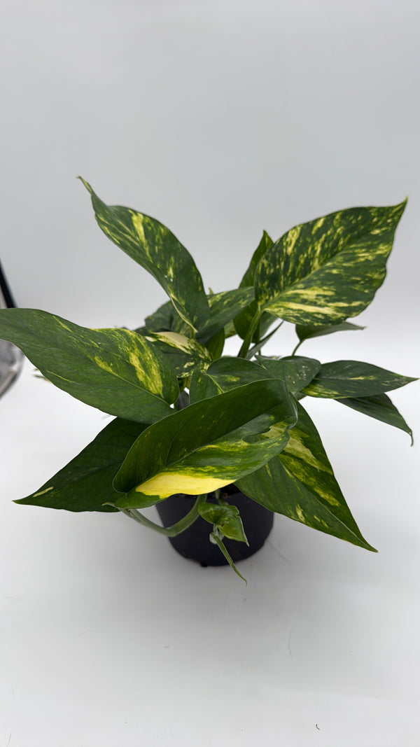 Epipremnum Pinatum Yellow Flame