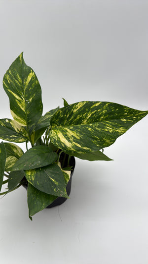 Epipremnum Pinnatum Yellow Flame