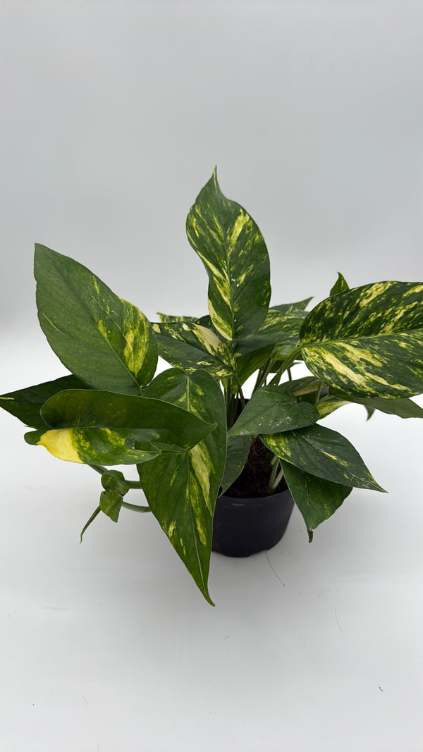 Epipremnum Pinatum Yellow Flame