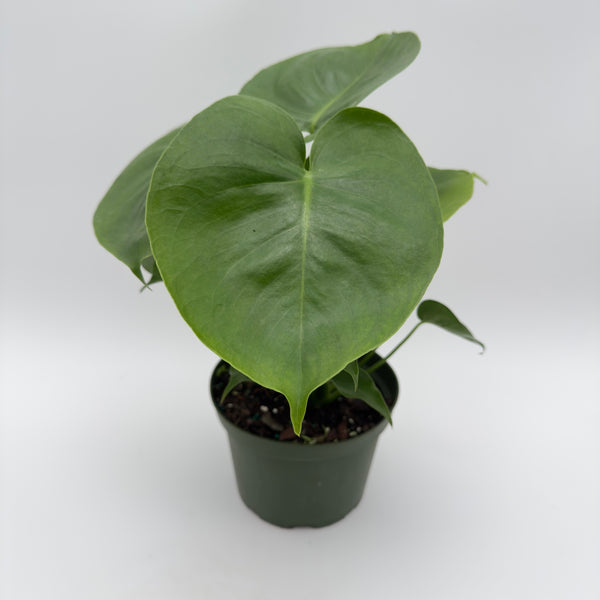 Monstera Deliciosa