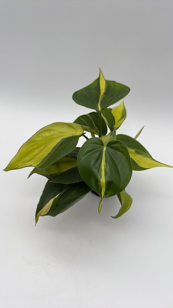 Philodendron Brazil
