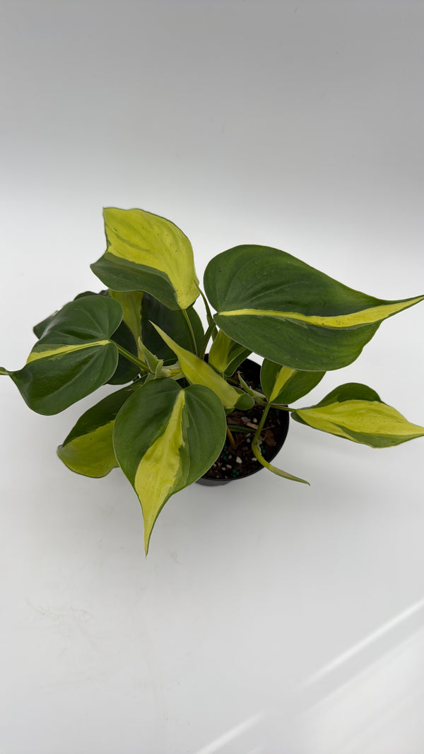 Philodendron Brazil