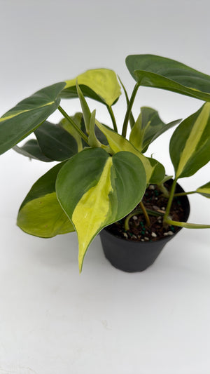 Philodendron Brazil