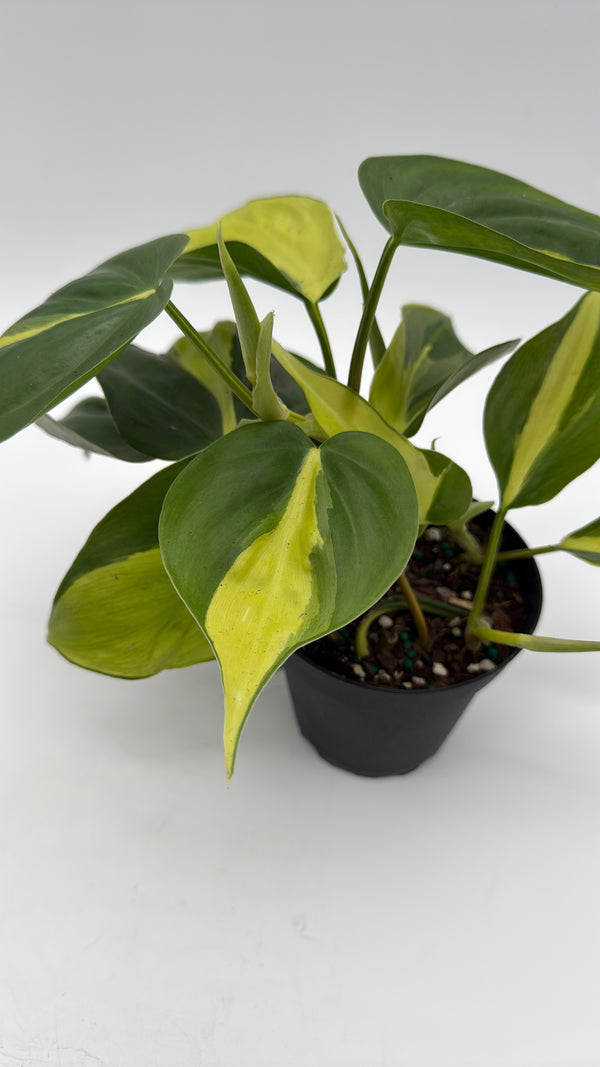 Philodendron Brazil