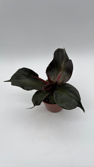 Philodendron Red Heart