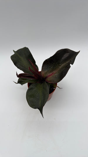 Philodendron Red Heart