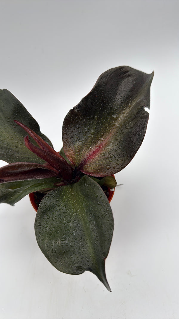 Philodendron Red Heart