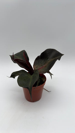 Philodendron Red Heart