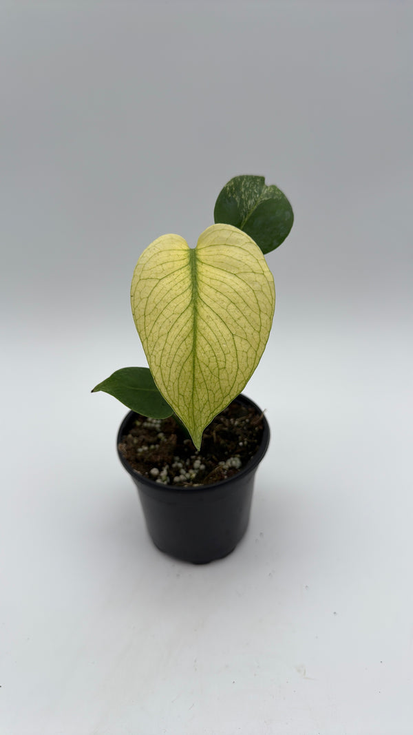 Monstera Mint