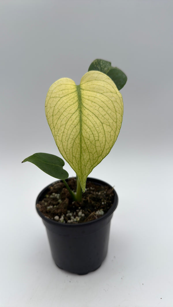 Monstera Mint