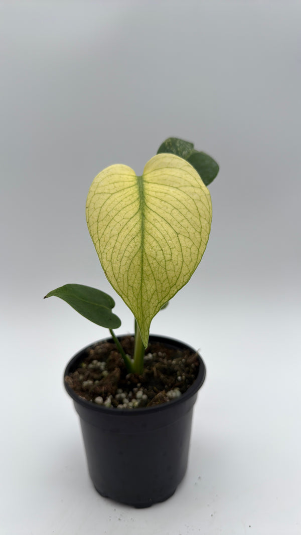 Monstera Mint