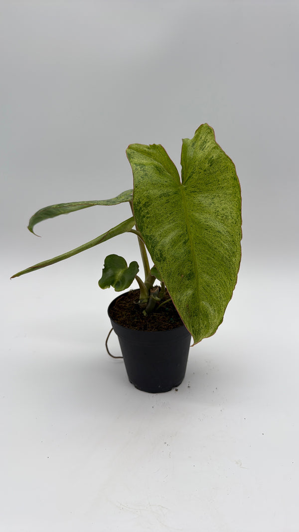 Philodendron Paraiso Verde