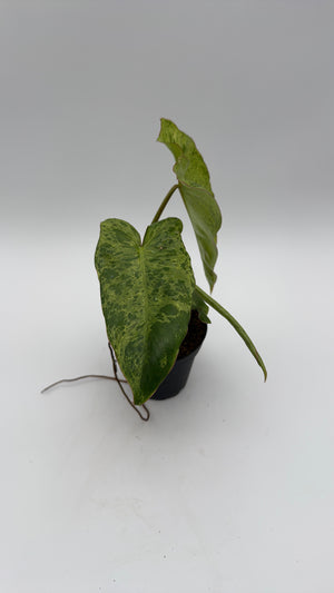 Philodendron Paraiso Verde