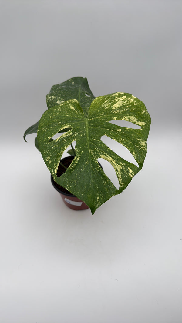Monstera 'White Monster'