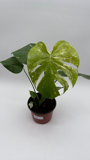 Monstera 'White Monster'