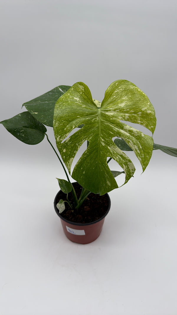 Monstera 'White Monster'