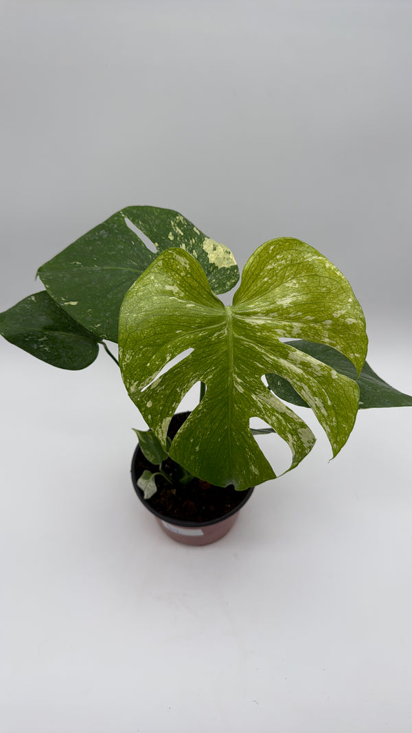 Monstera 'White Monster'