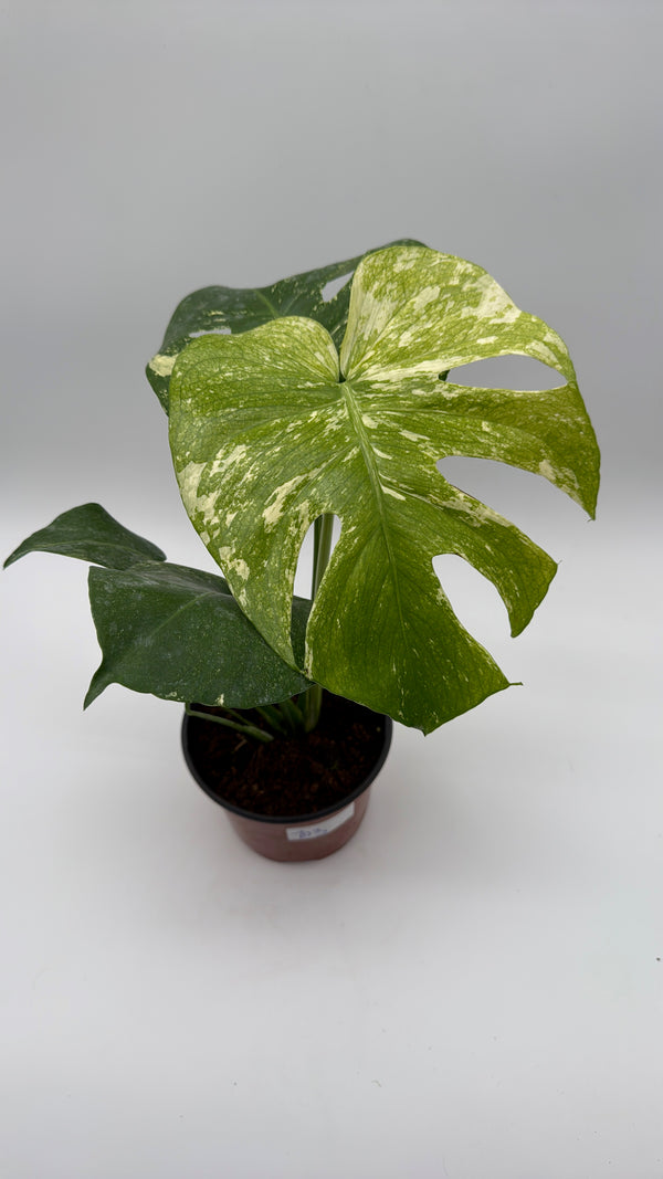 Monstera 'White Monster'