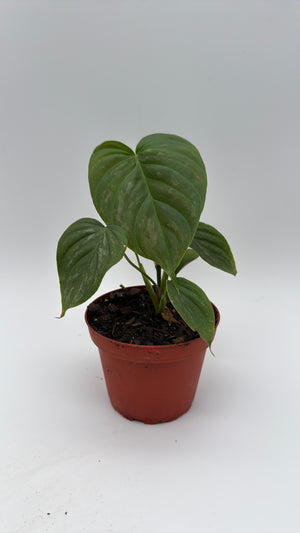 Philodendron Majestic