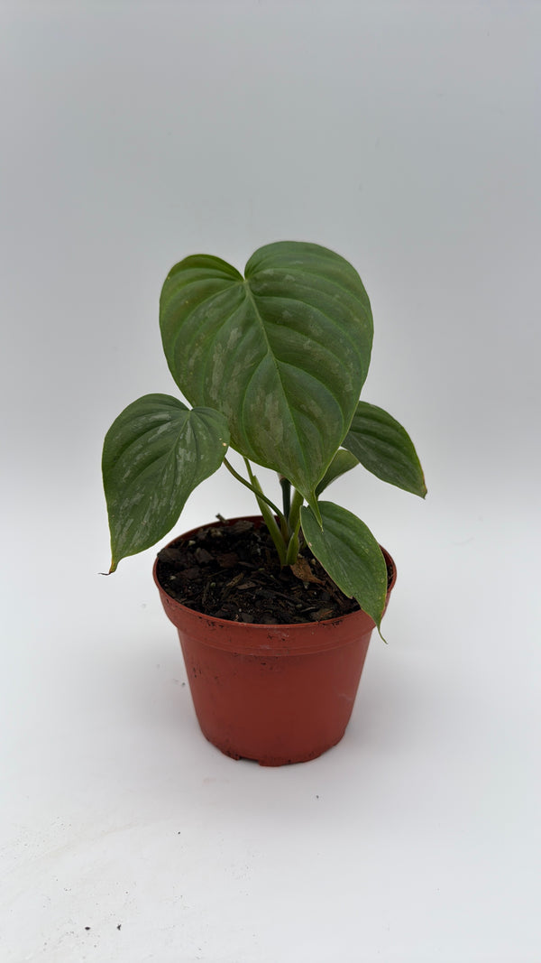 Philodendron Majestic