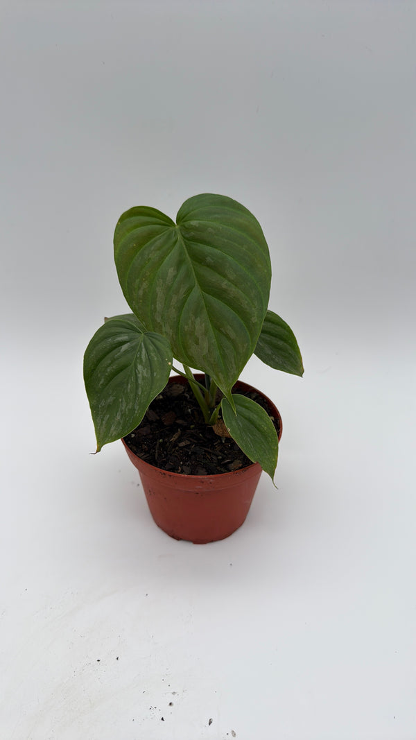 Philodendron Majestic