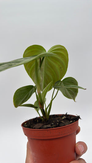 Philodendron Majestic