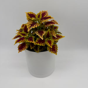 Coelus Plant