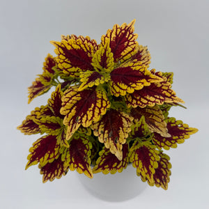 Coelus Plant