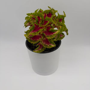 Coelus Plant