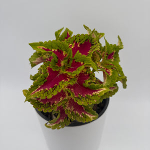 Coelus Plant