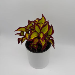 Coelus Plant