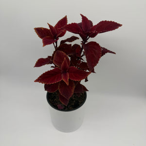 Coelus Plant